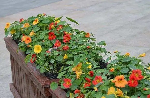 旱莲花几月份种最合适，专家为你分享管理方法